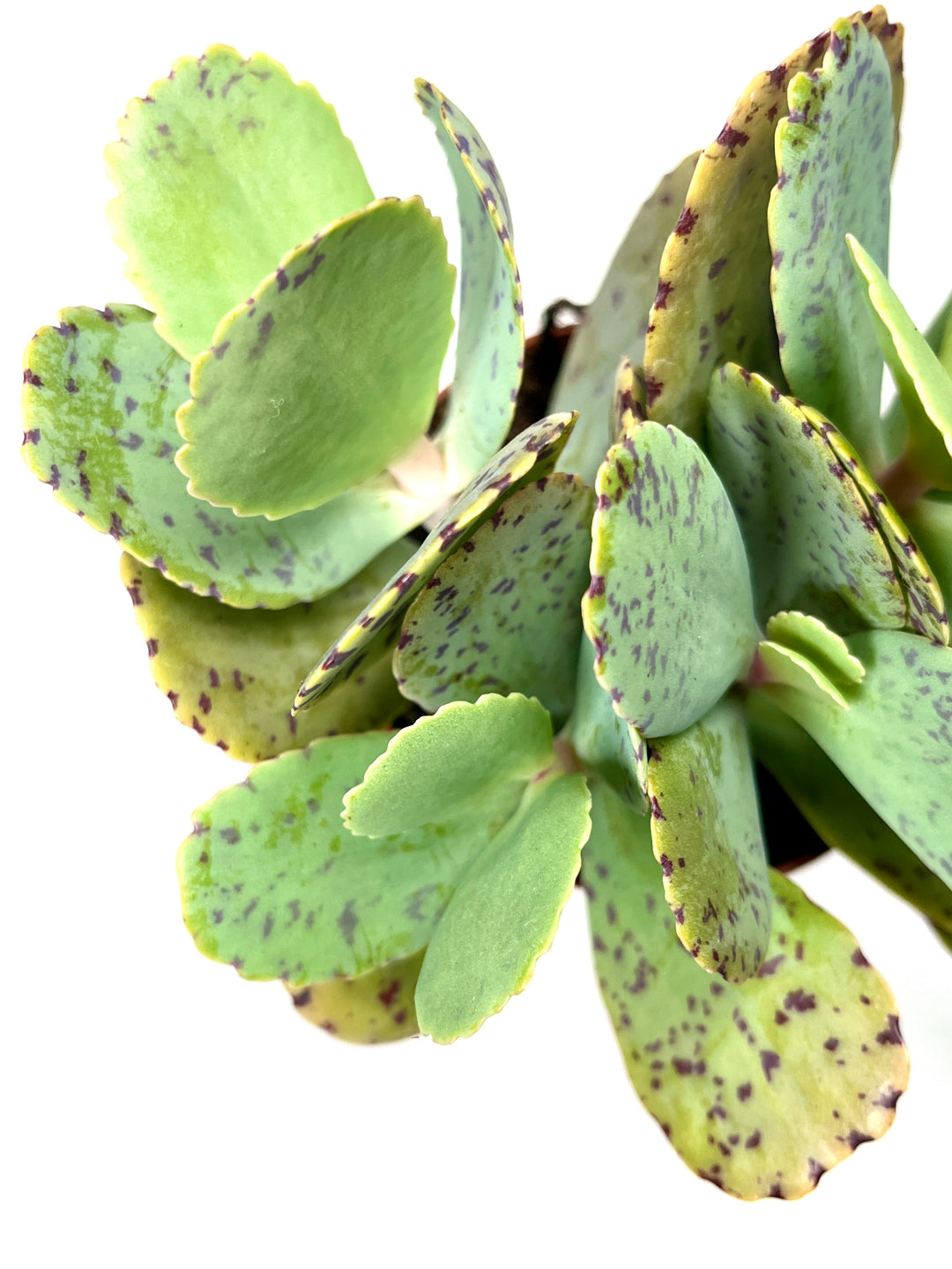 kalanchoe tiger succulent Kalanchoe Marmorata (tiger) – Plant Studio