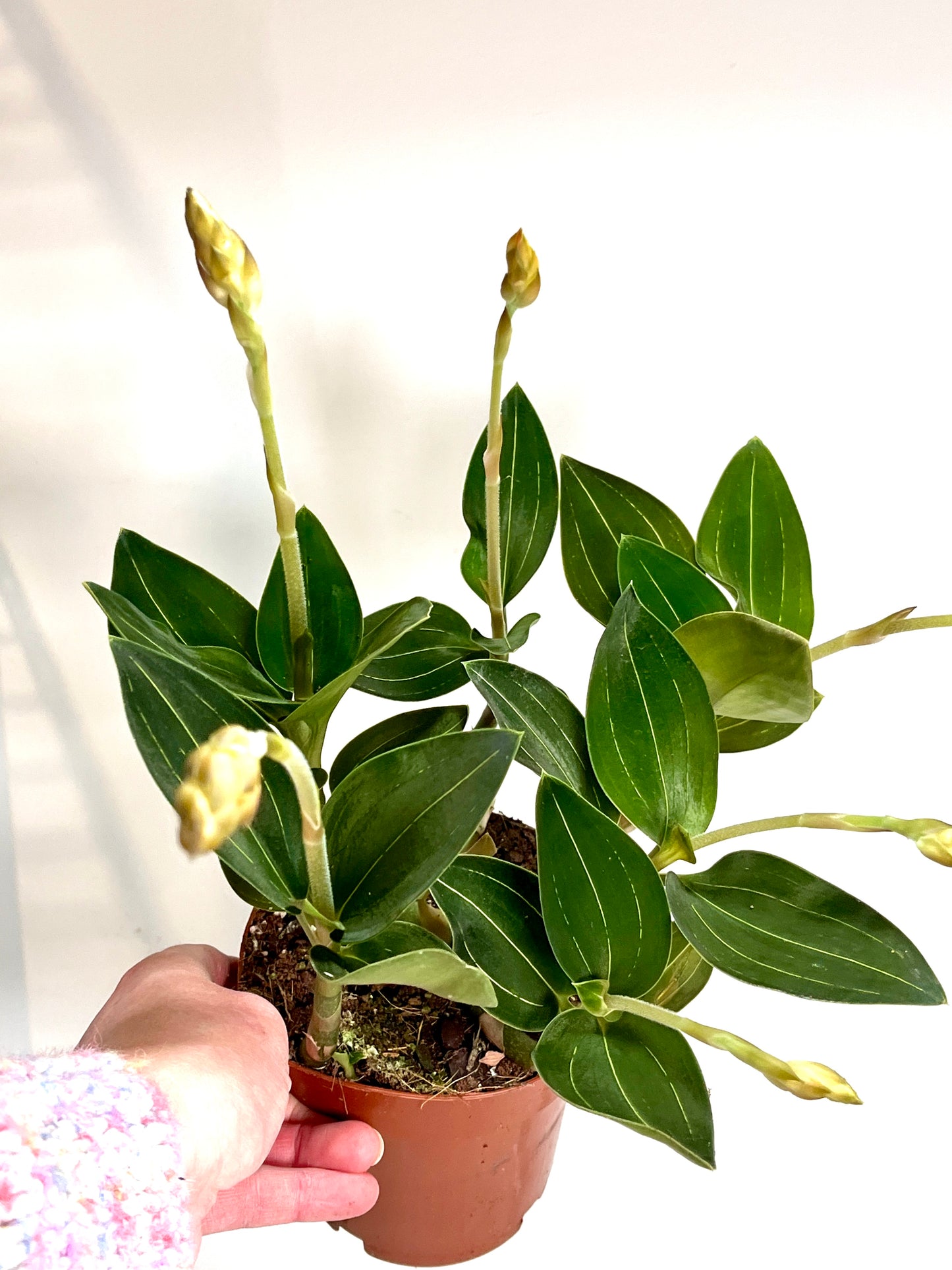 Ludisia Discolor (Jewel Orchid)