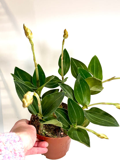 Ludisia Discolor (Jewel Orchid)