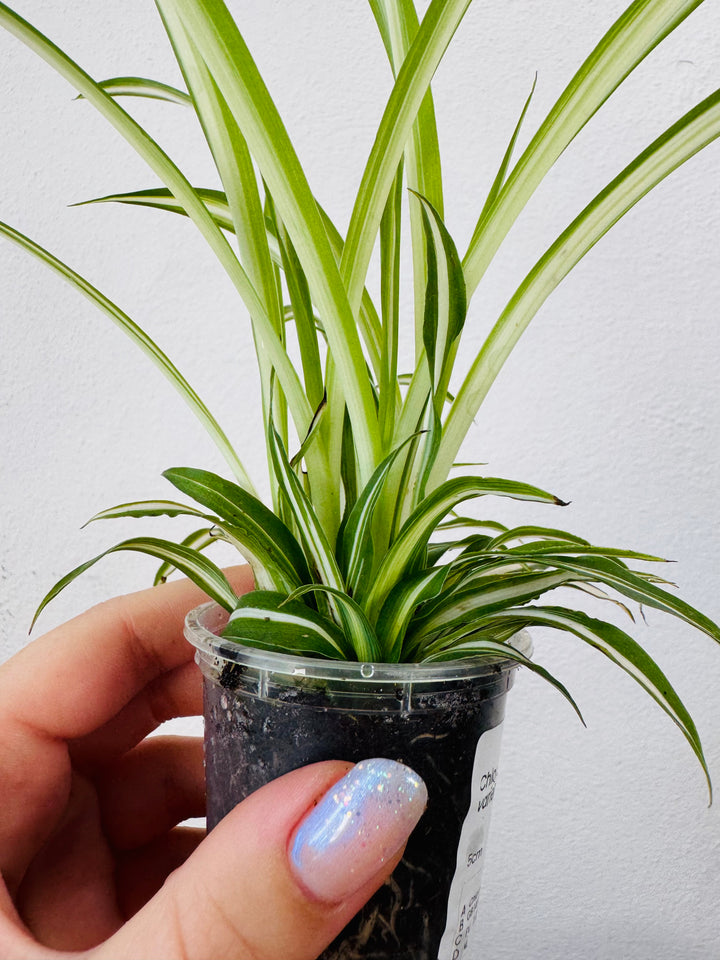 Chlorophytum Comosum 'variegatum' - Spider plant