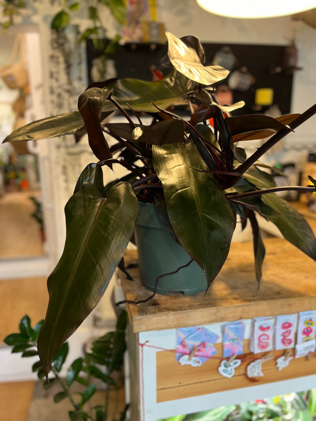 philodendron lisa Philodendron 'lisa' – Plant Studio