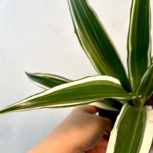 Dracaena deremensis 'White Stripe'