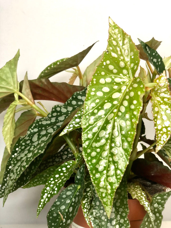 Begonia Maculata - double dot