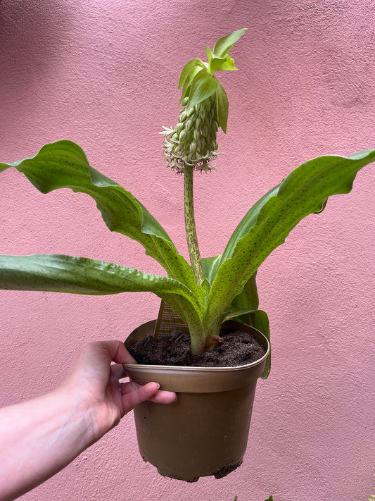 Eucomis bicolor – Pineapple Lily