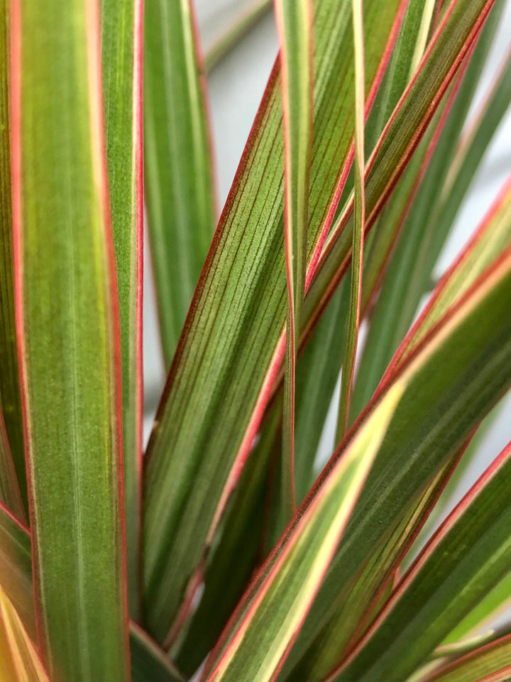 Dracaena Bicolor - Cane Dragon Tree