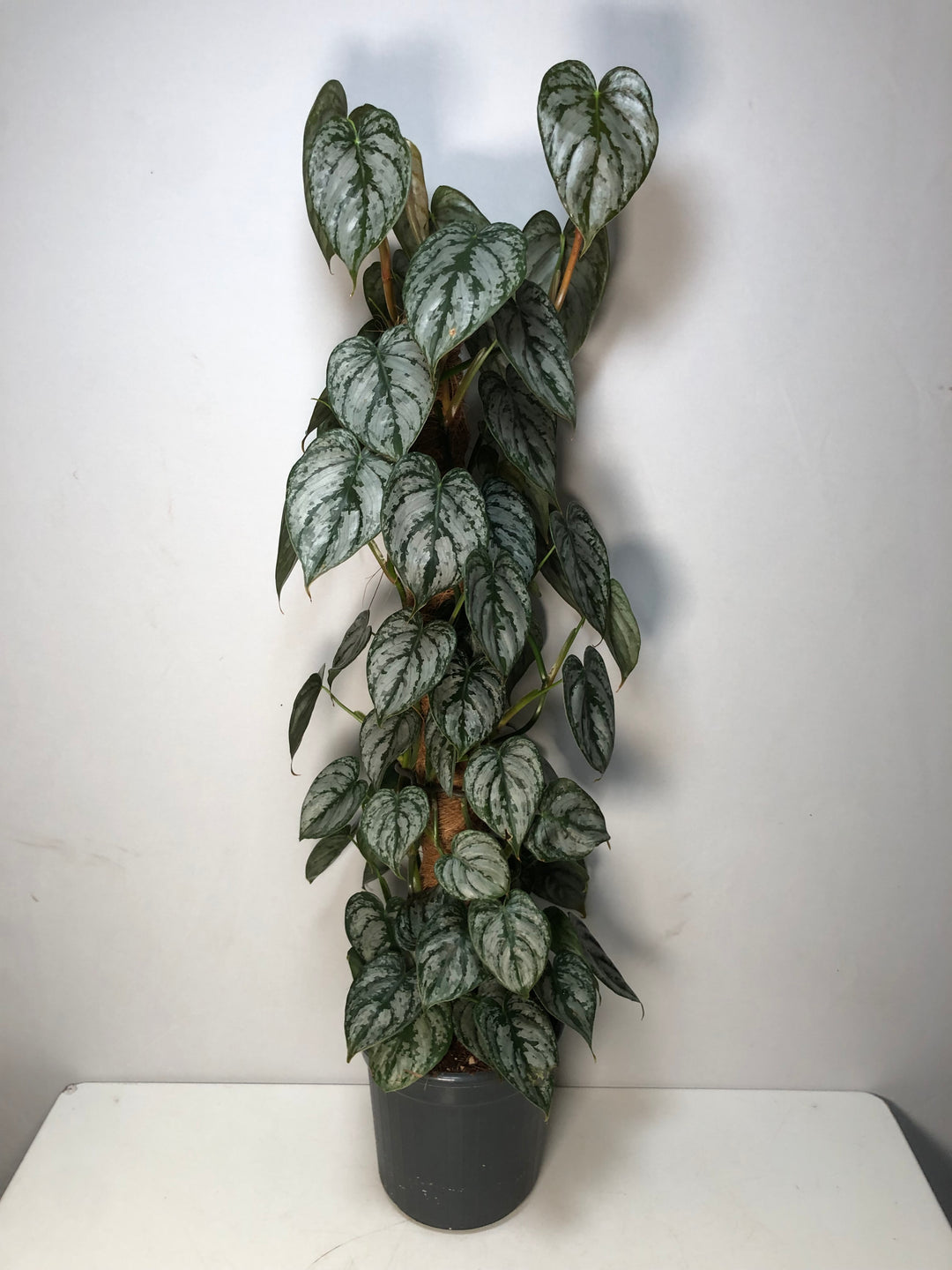Philodendron Brandtianum
