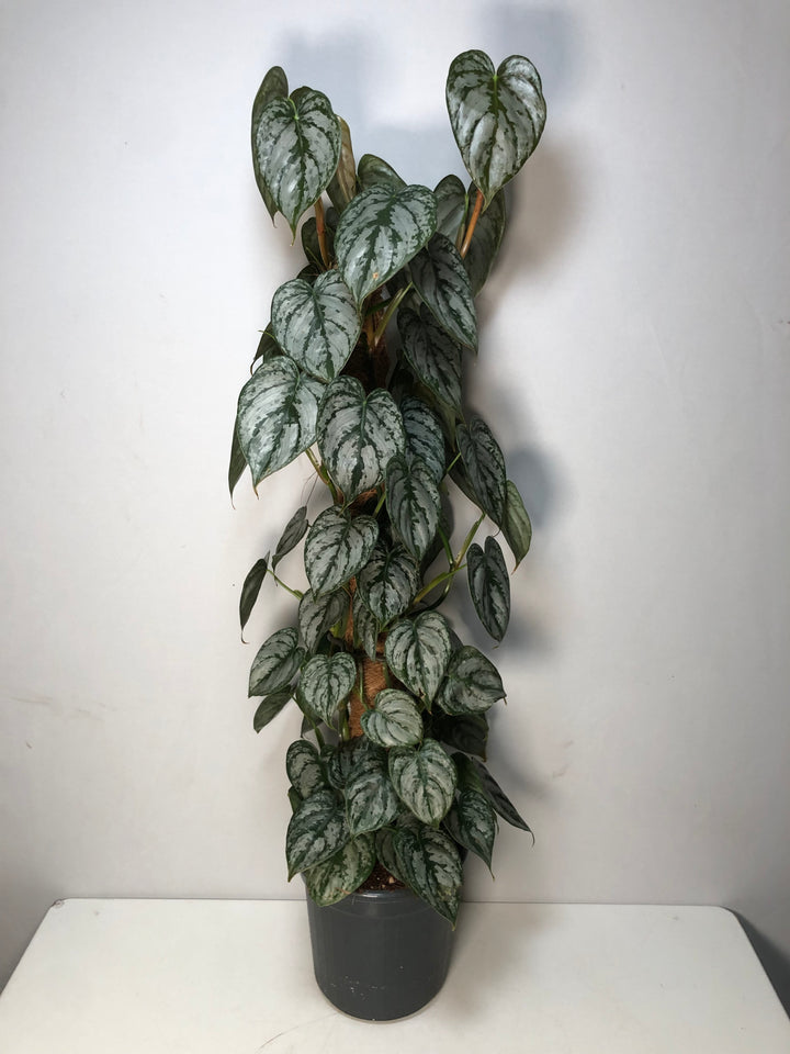 Philodendron Brandtianum