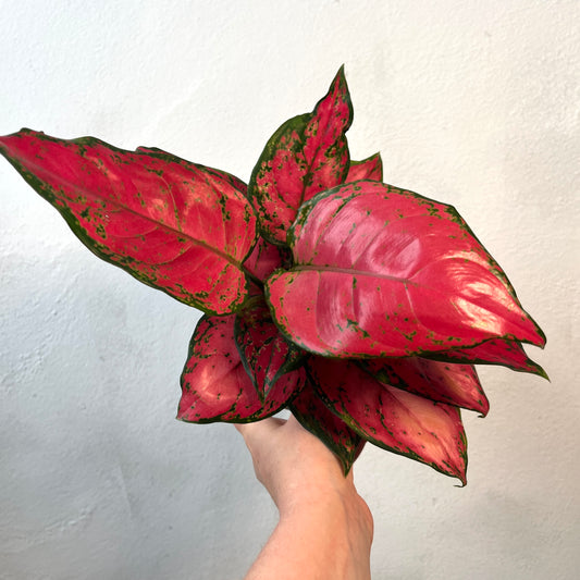 Aglaonema ‘Cherry Babe’