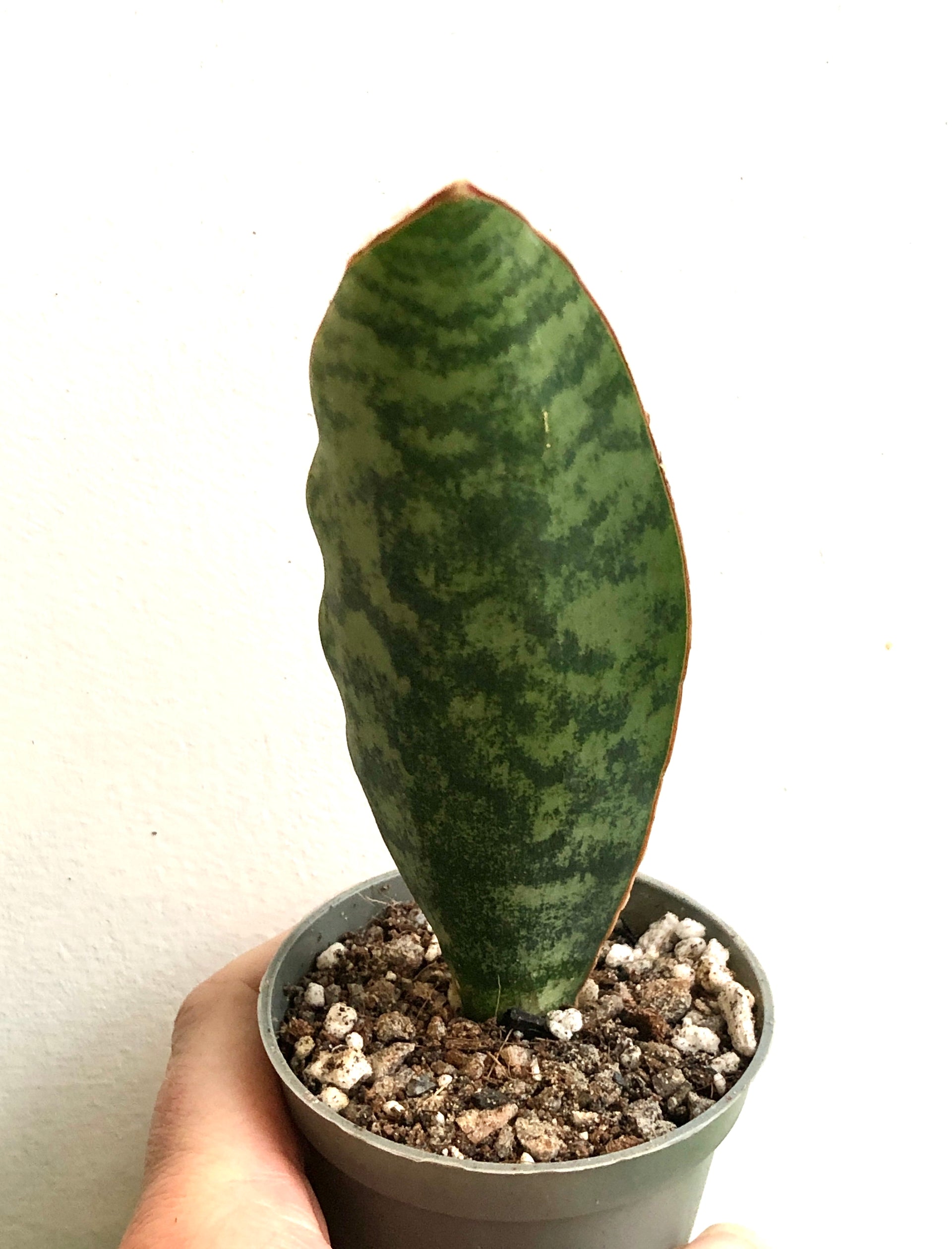 sansevieria victoria vs whale fin Sansevieria Masoniana – Whale Fin Snake Plant