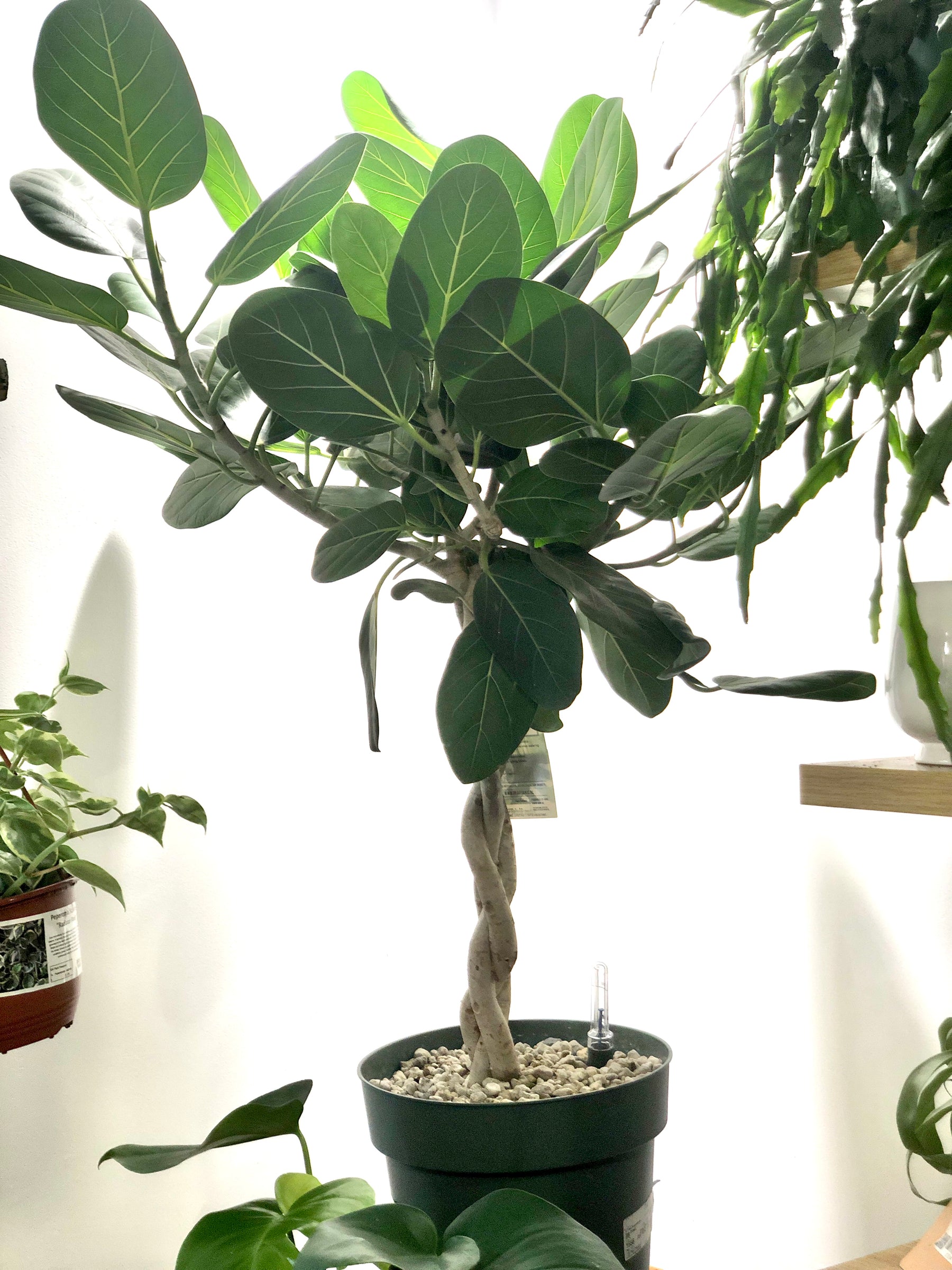 ficus altissima indoor care Ficus altissima (Lofty Fig) Houseplant