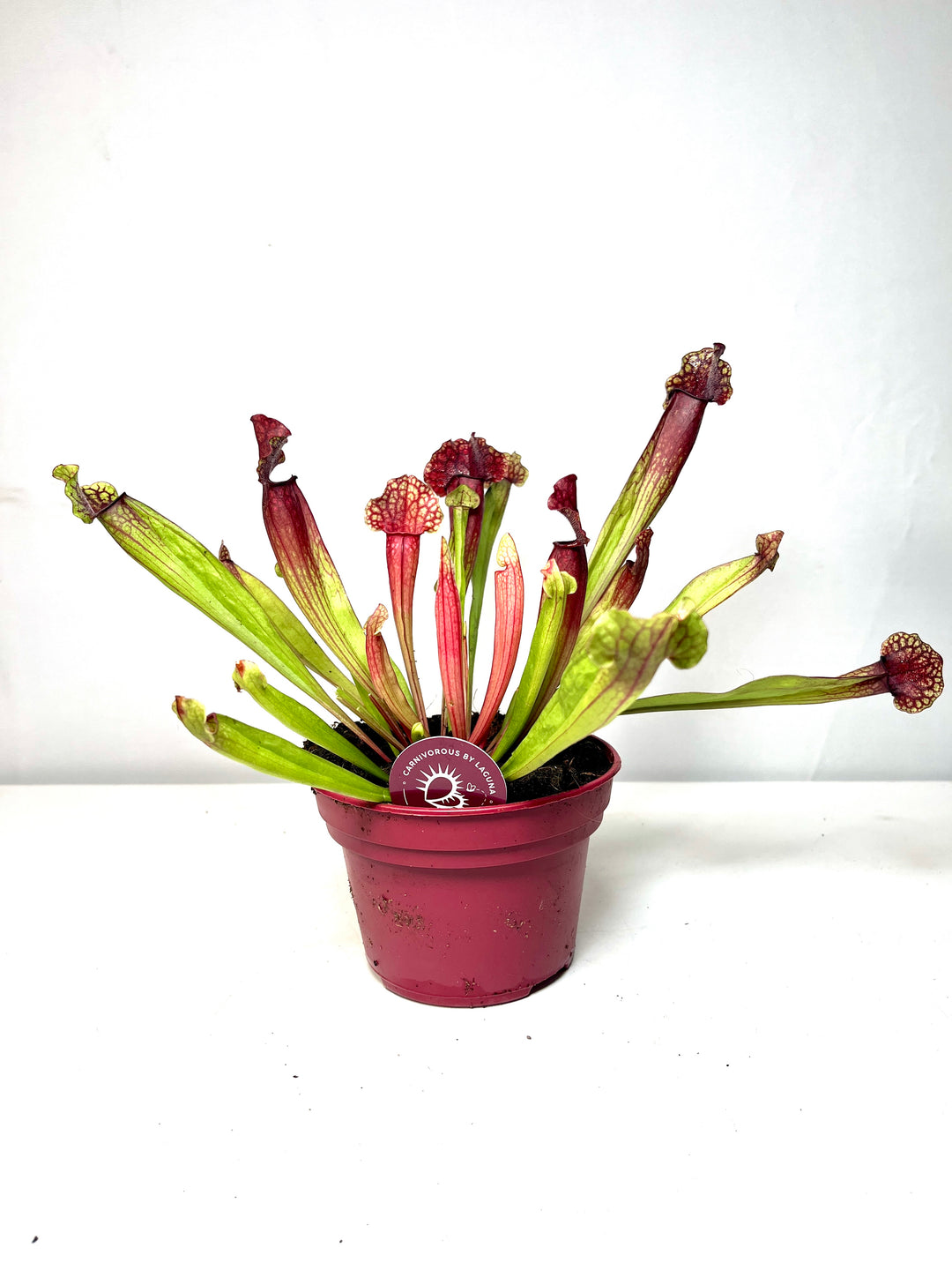 Sarracenia Judith Hindle - pitcher plant