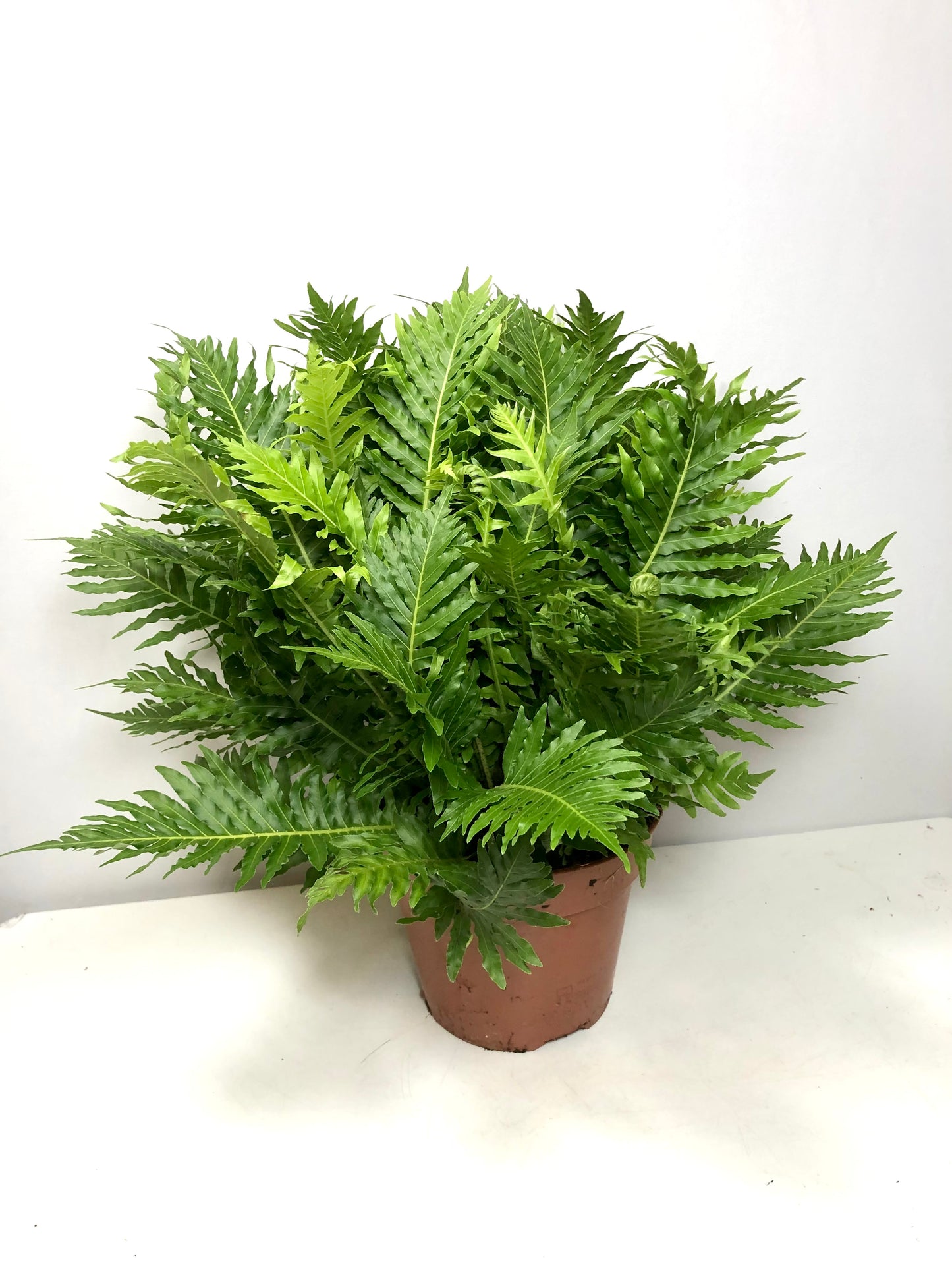 Blechnum Silver Lady -Dwarf Tree Fern