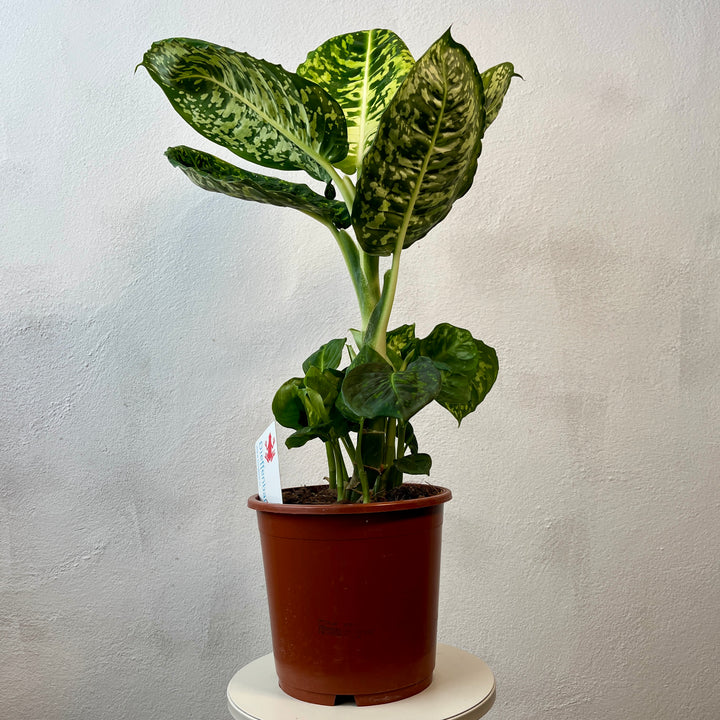 Dieffenbachia reflector