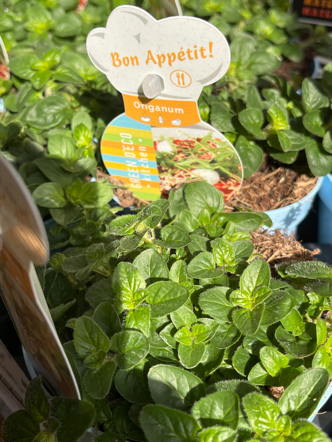 Origanum vulgare 'Compactum' - compact oregano