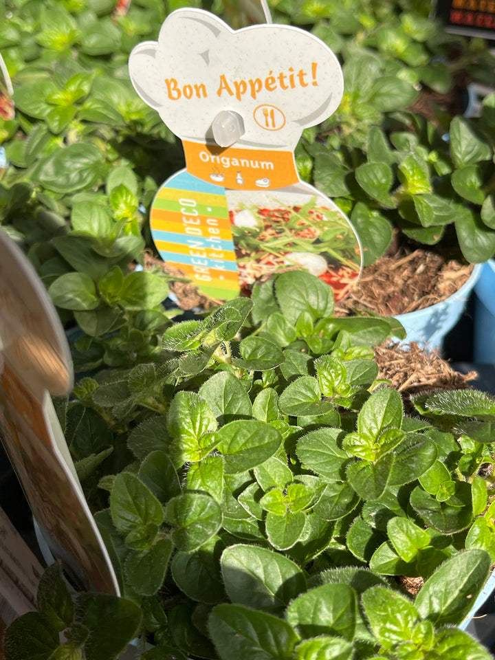 Origanum vulgare 'Compactum' - compact oregano
