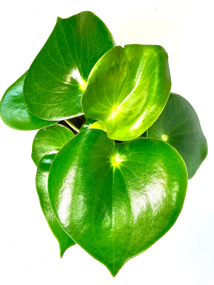 Peperomia Raindrop