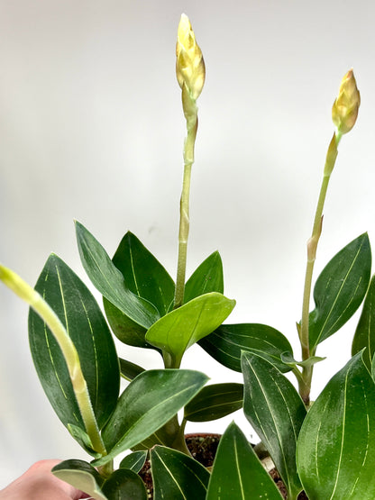 Ludisia Discolor (Jewel Orchid)