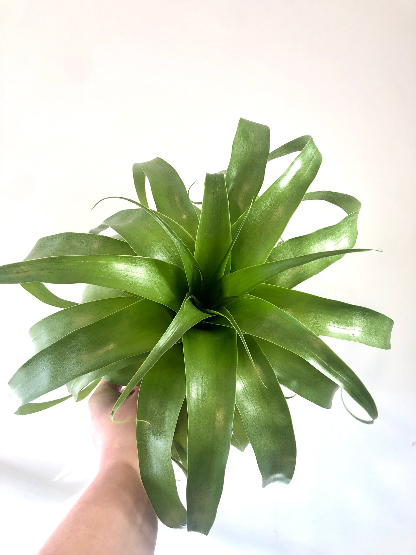 Tillandsia Samantha