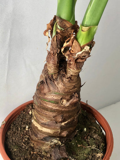 Alocasia cucullata -