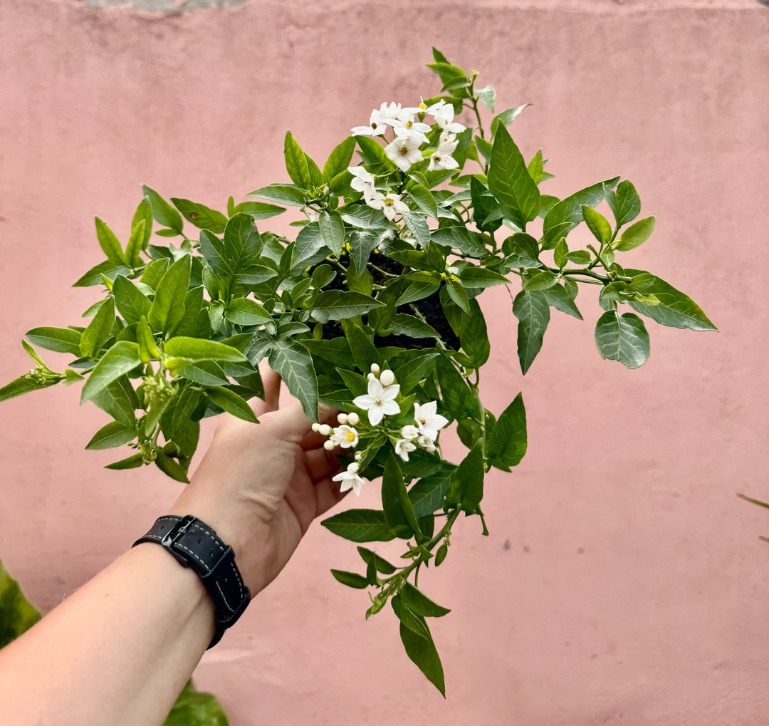 Solanum Jasminoides- potato vine - jasmine nightshade