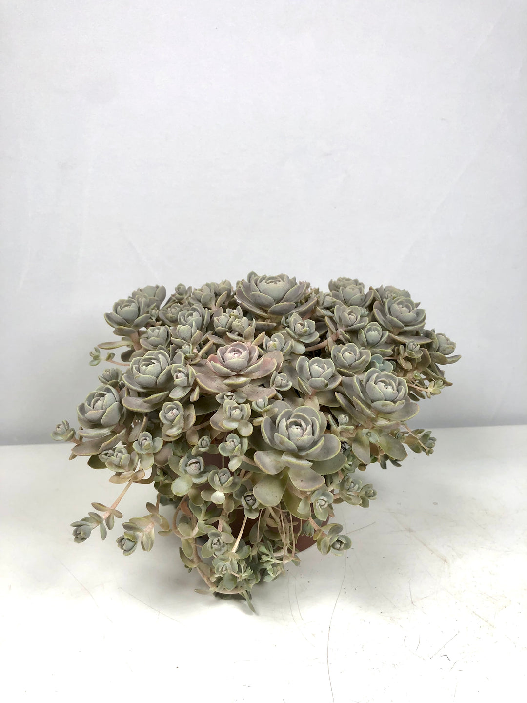 Orostachys Furusei