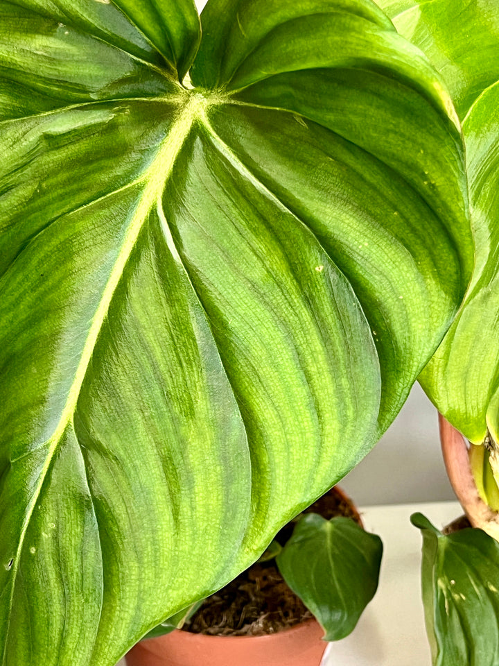 Philodendron Pastazanum