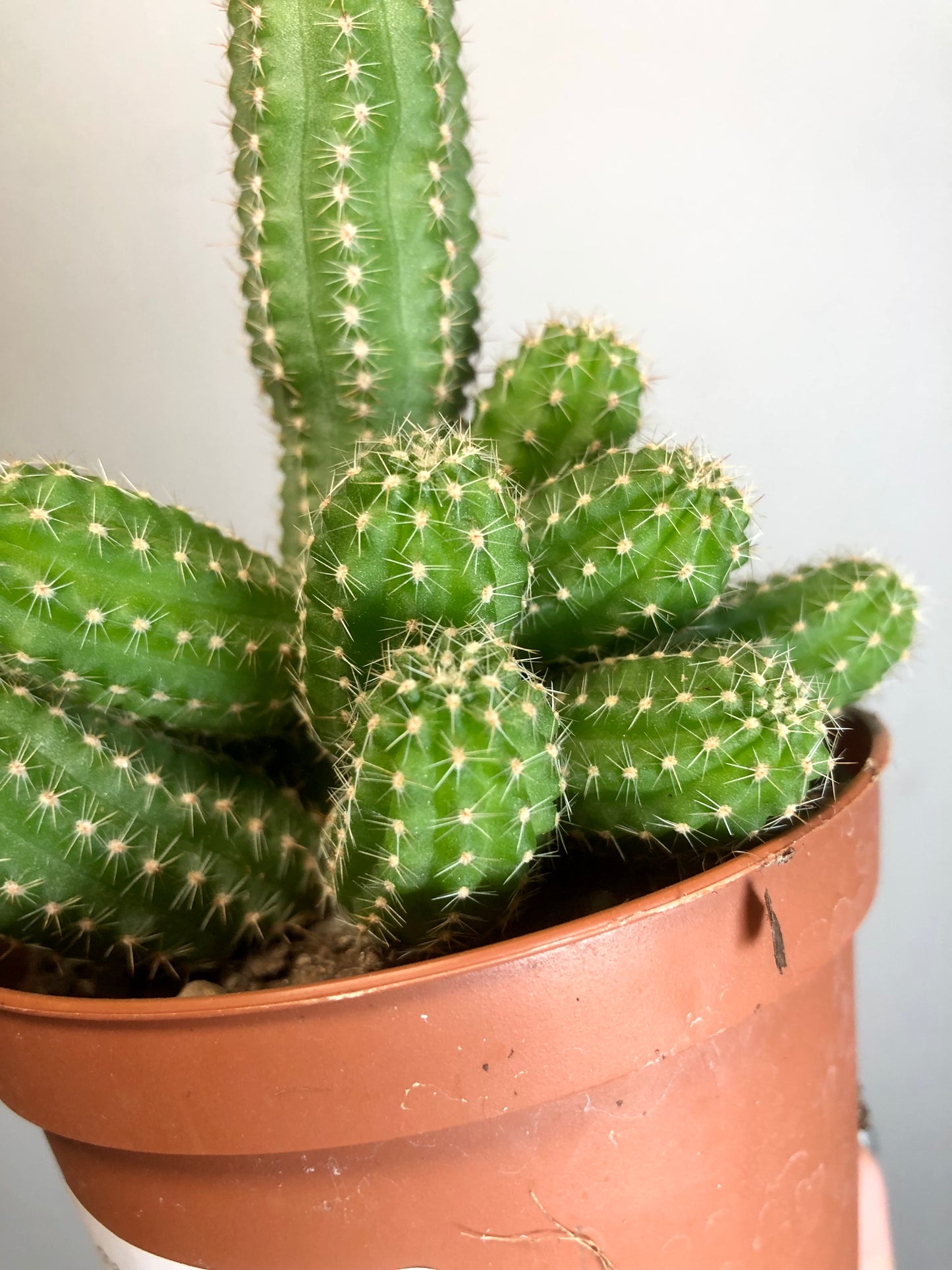 Chamaecereus Silvestrii - peanut cactus