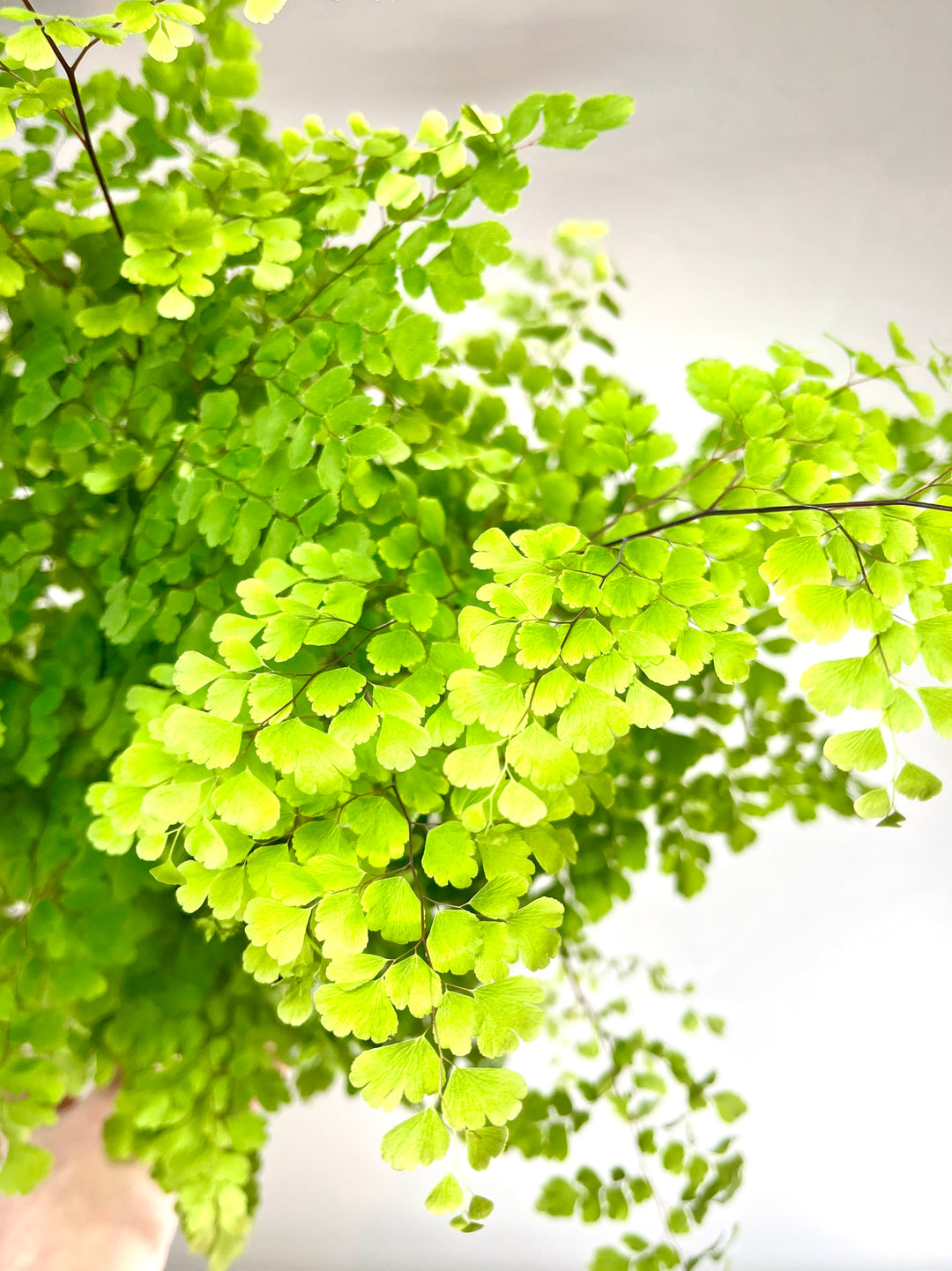 Adiantum raddianum ‘Fragrans’ -  Delta Maidenhair Fern