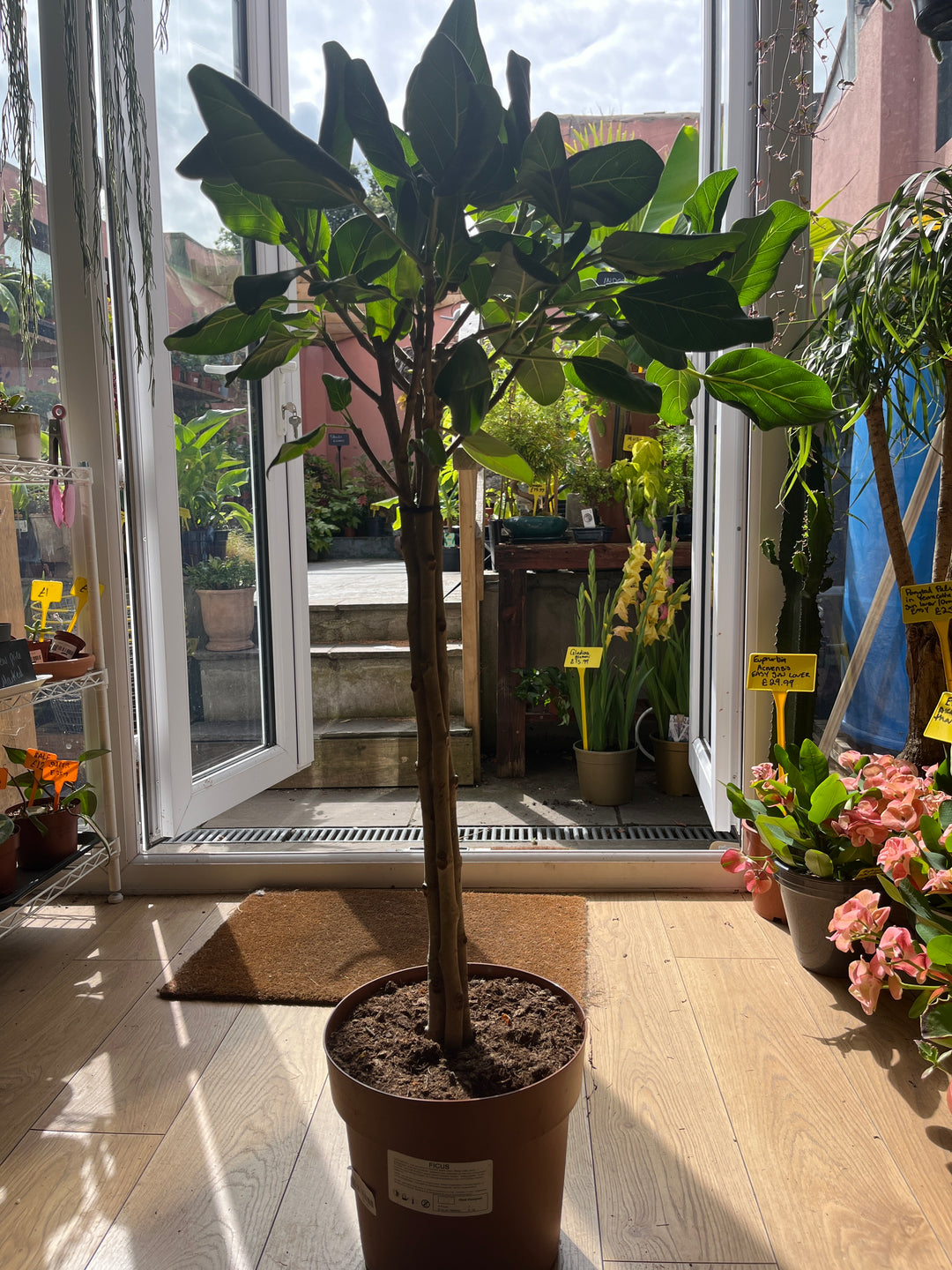 Ficus Benghalensis