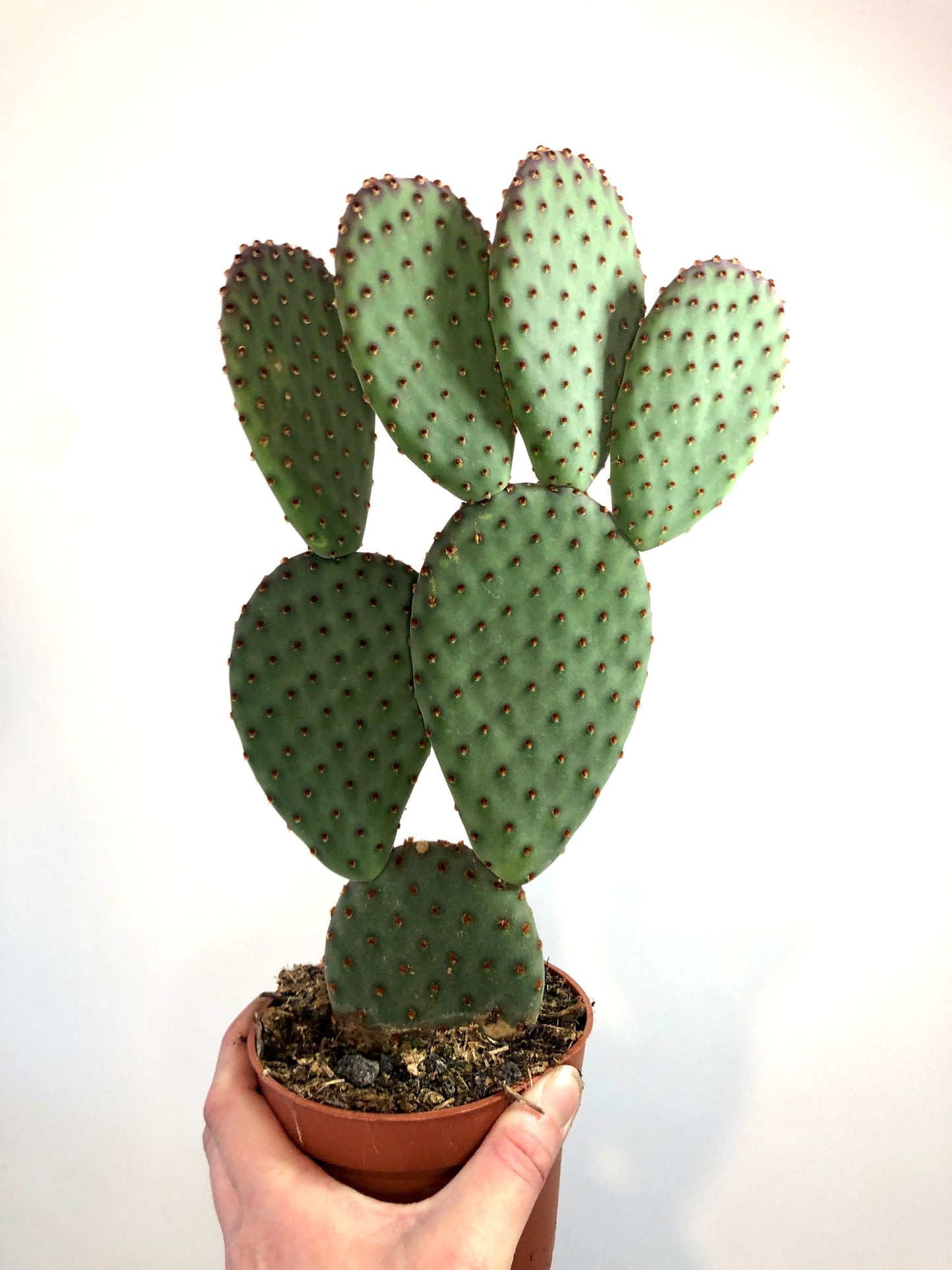 Opuntia microdasys 'Indigo'