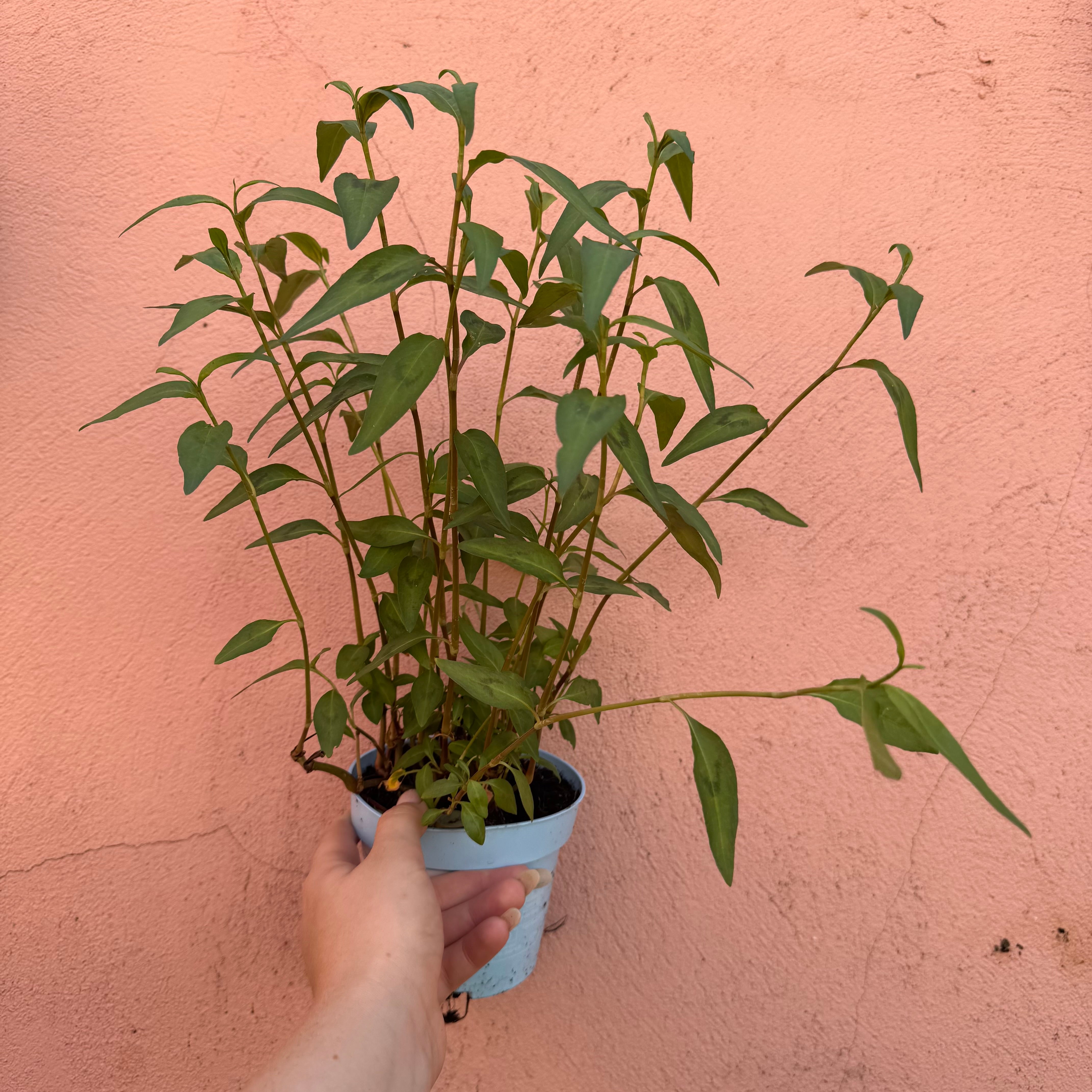 Outdoor plants