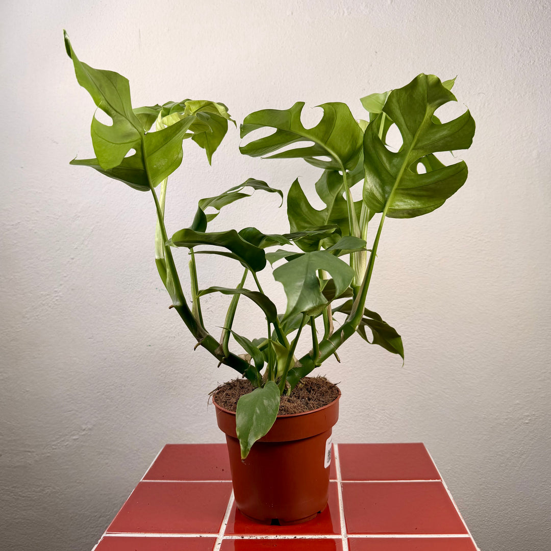 Rhaphidophora tetrasperma - Mini Monstera