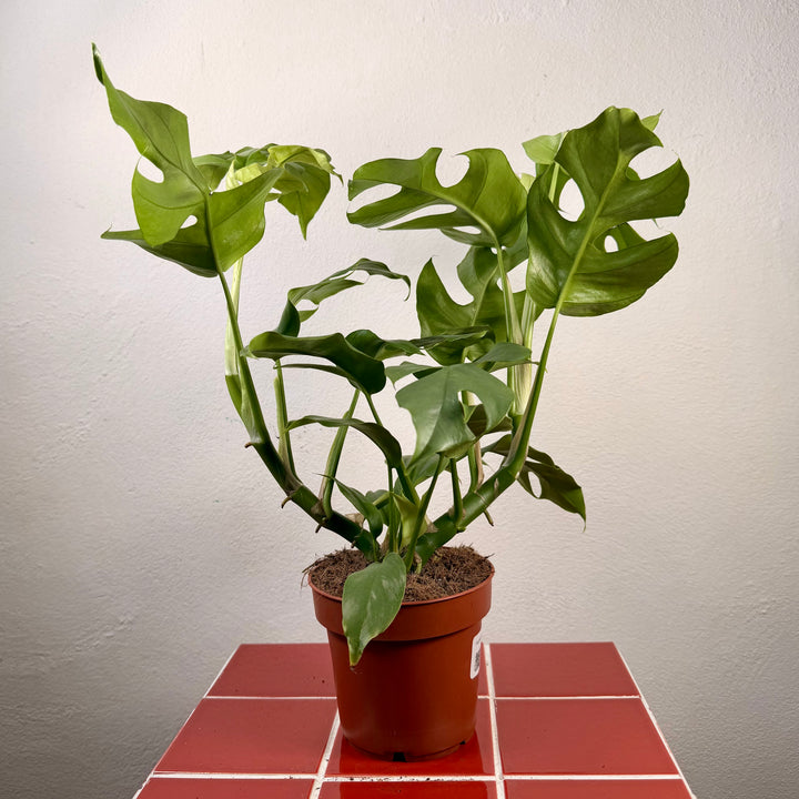 Rhaphidophora tetrasperma - Mini Monstera