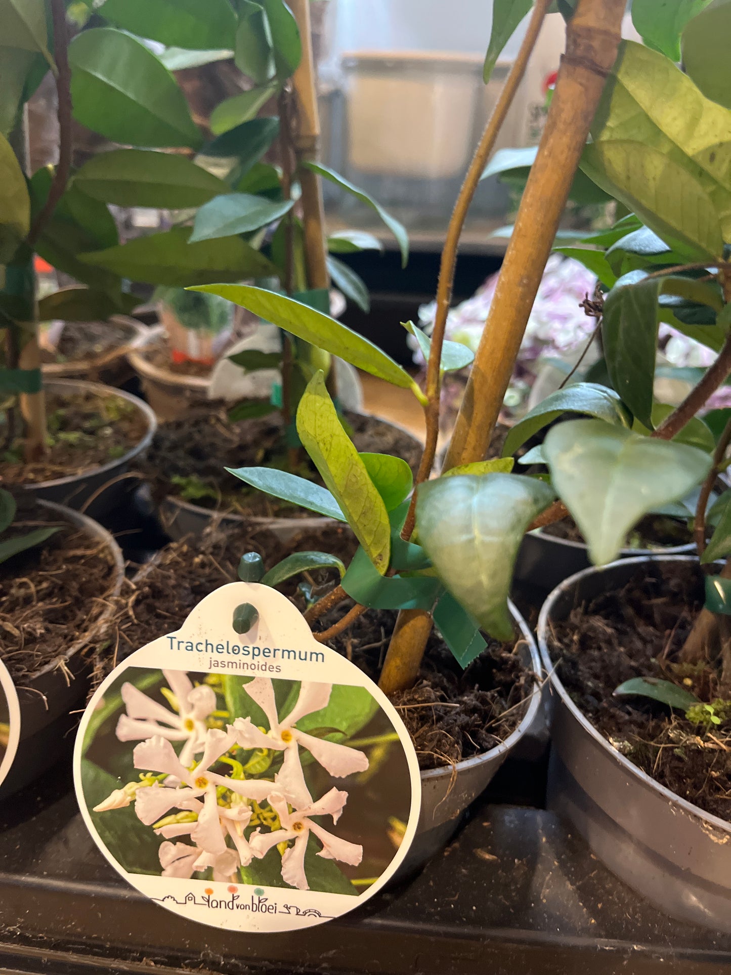 trachelospermum jasminoides -Star Jasmine