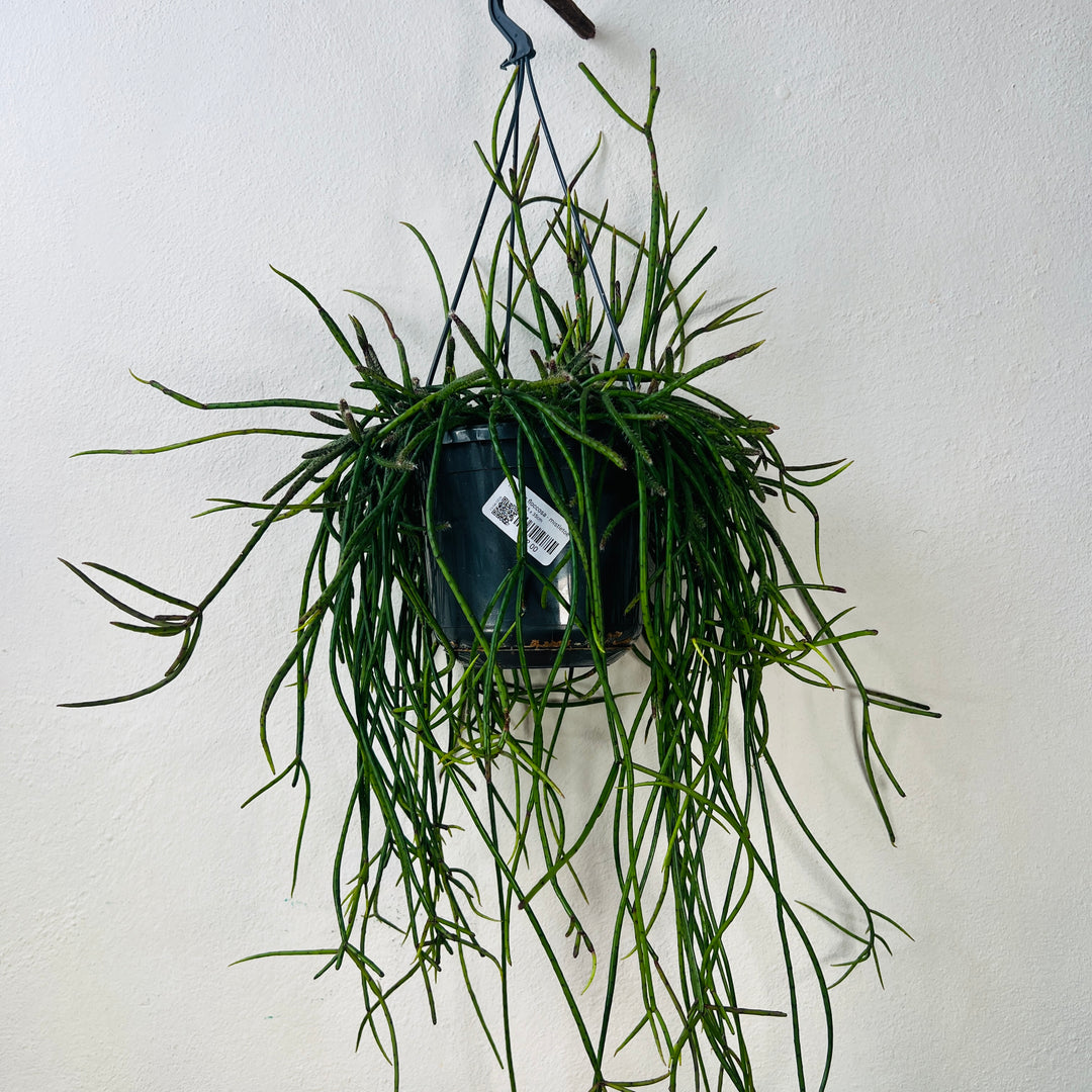 Rhipsalis Floccosa - Mistletoe Cactus