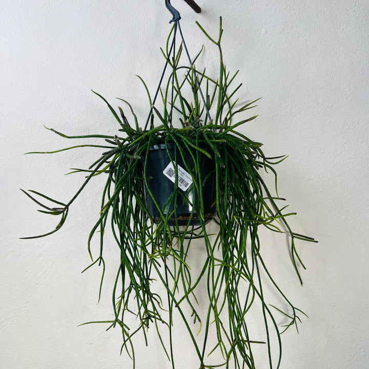Rhipsalis Floccosa - Mistletoe Cactus