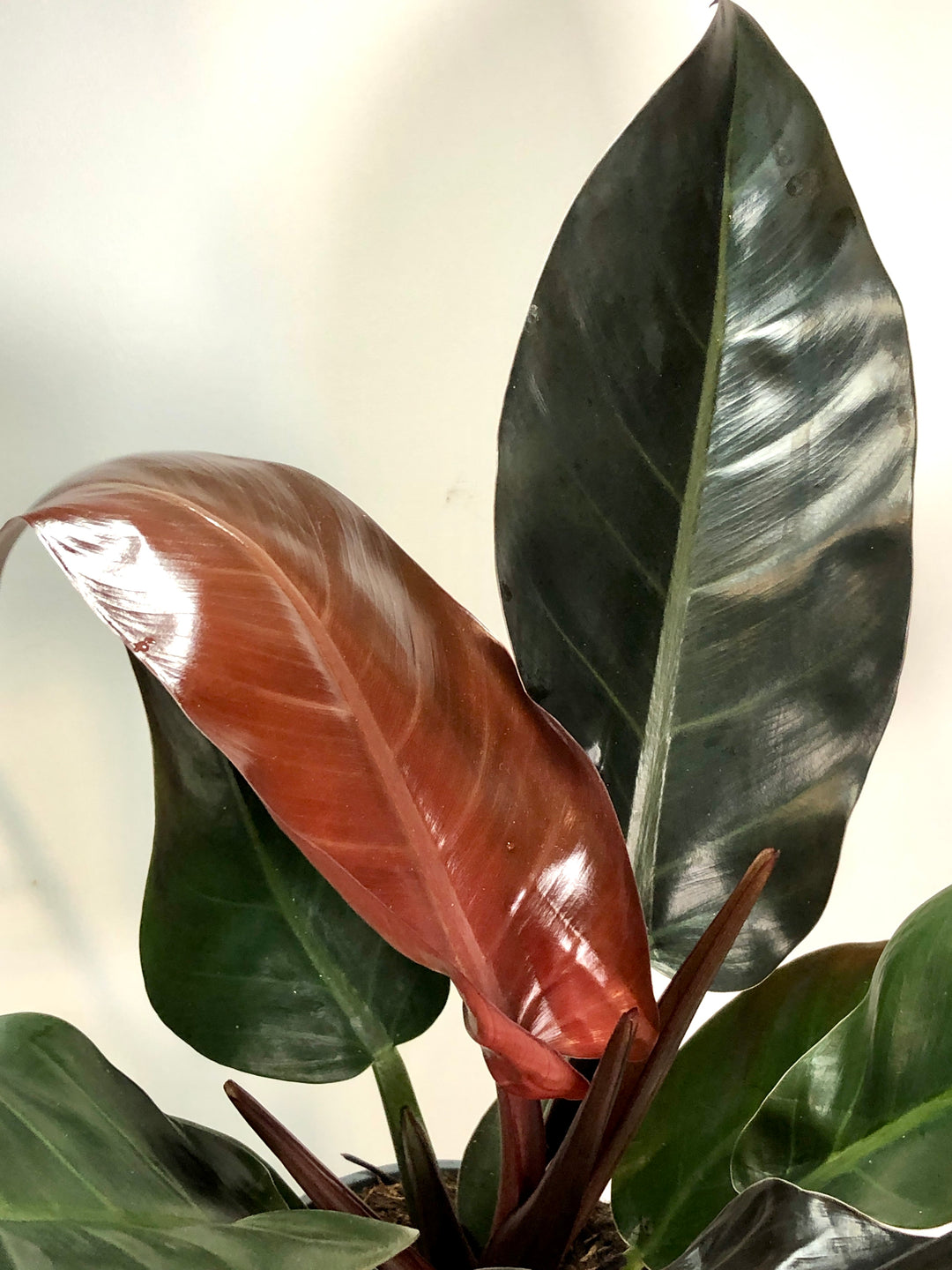 Philodendron Imperial Red