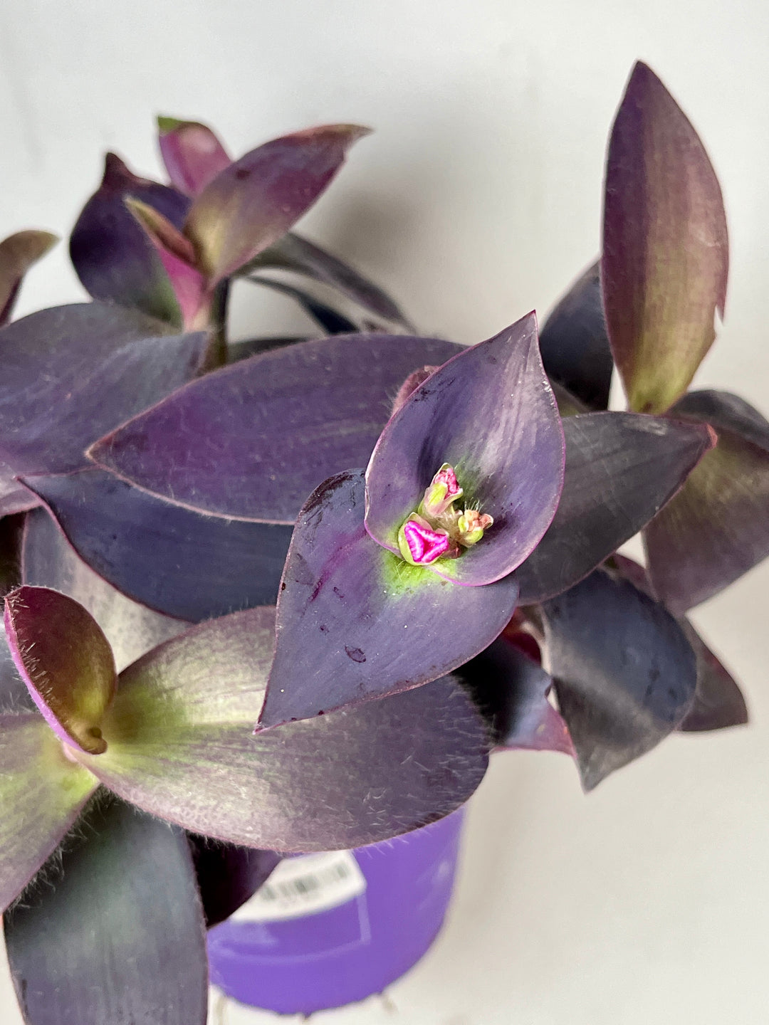 Tradescantia purple heart