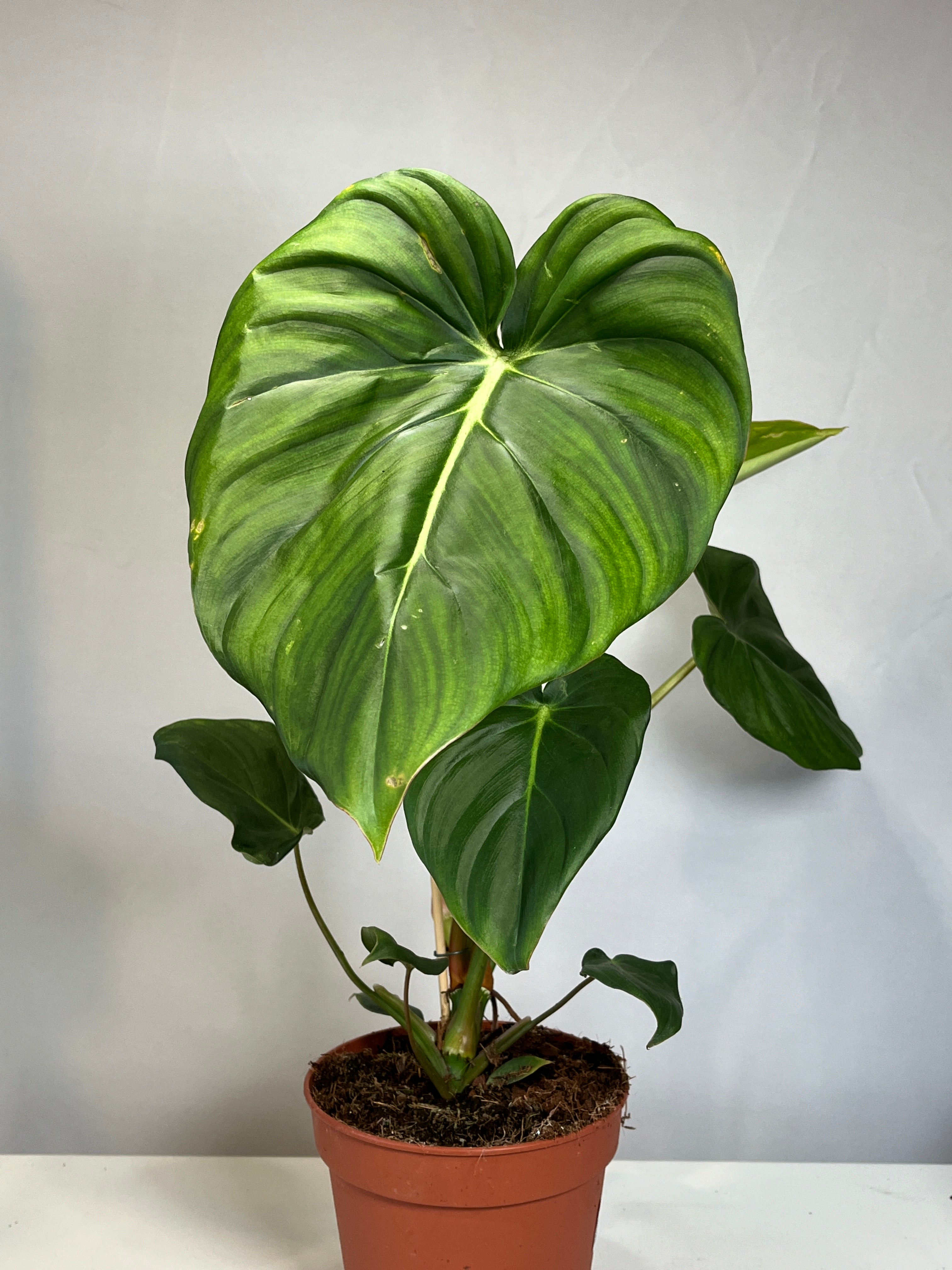 Philodendron Pastazanum outlets Tissue Culture *PREORDER*