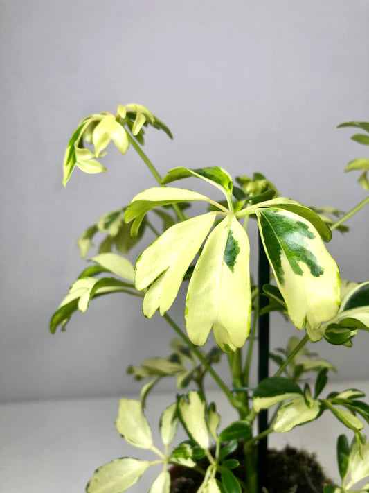 Schefflera Janine