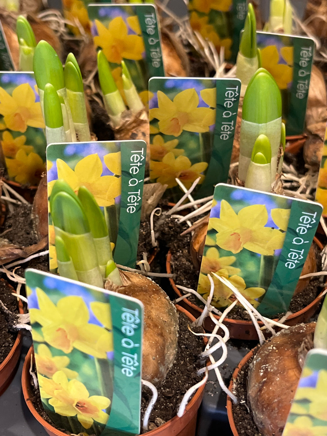 Narcis Tete A Tete - daffodil