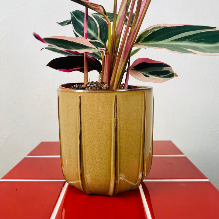 Mimesis Textured Ceramic Plant Pot | Indoor Planter
