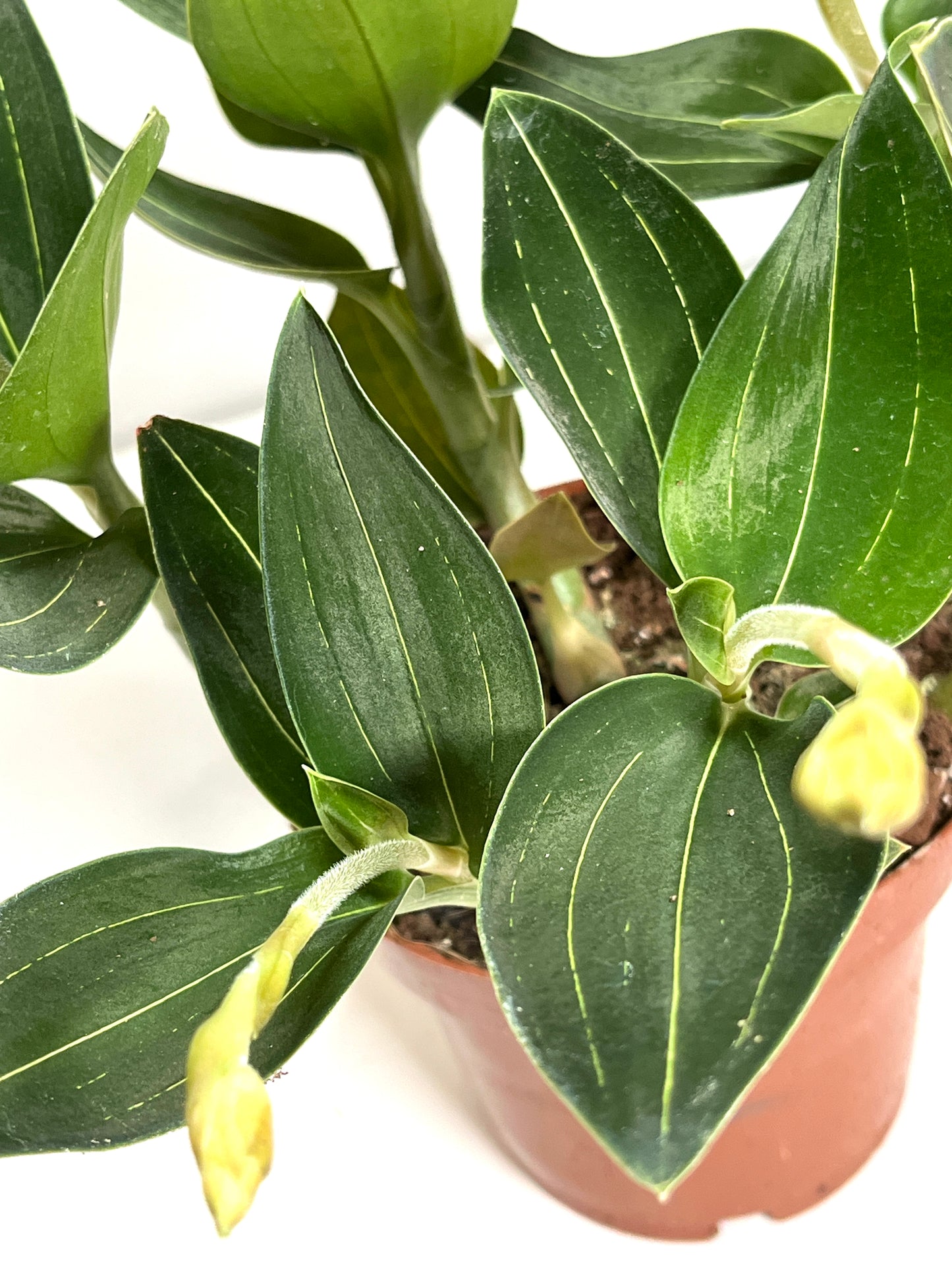 Ludisia Discolor (Jewel Orchid)