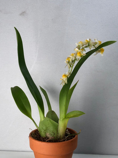 Oncidium mini mix in terracotta - Dancing lady orchid