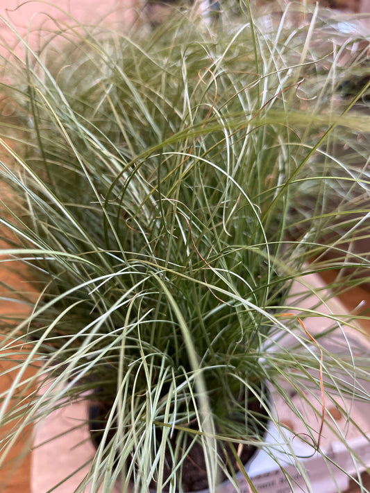 Carex 'Amazon Mist'