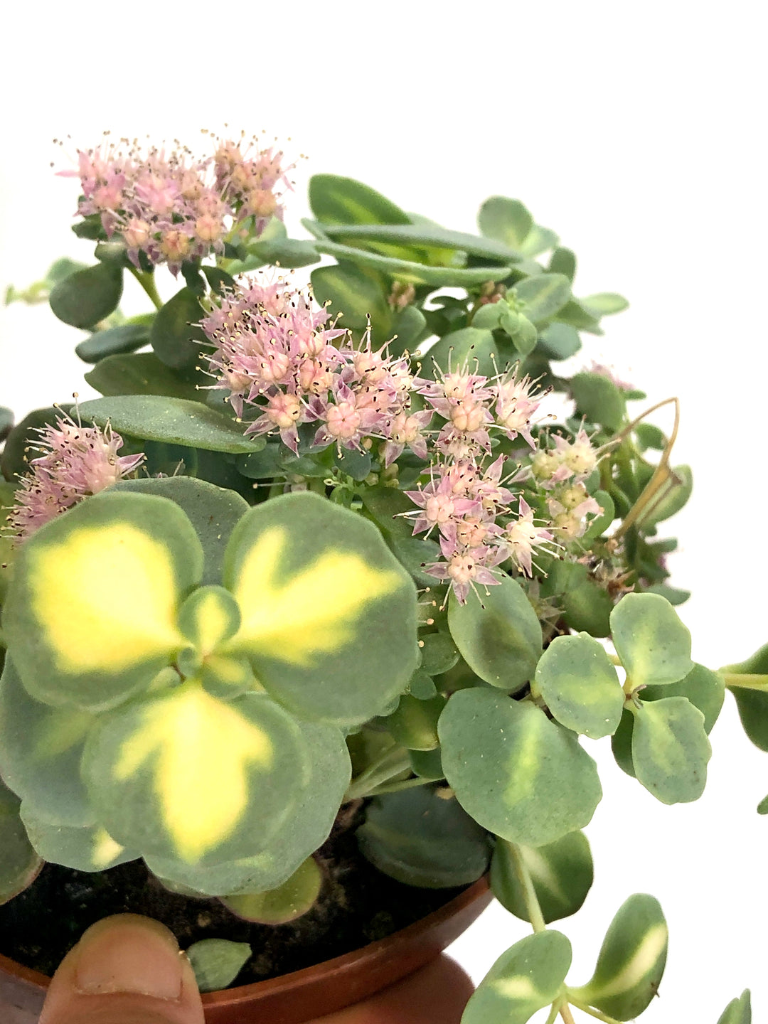 Sedum Sieboldii
