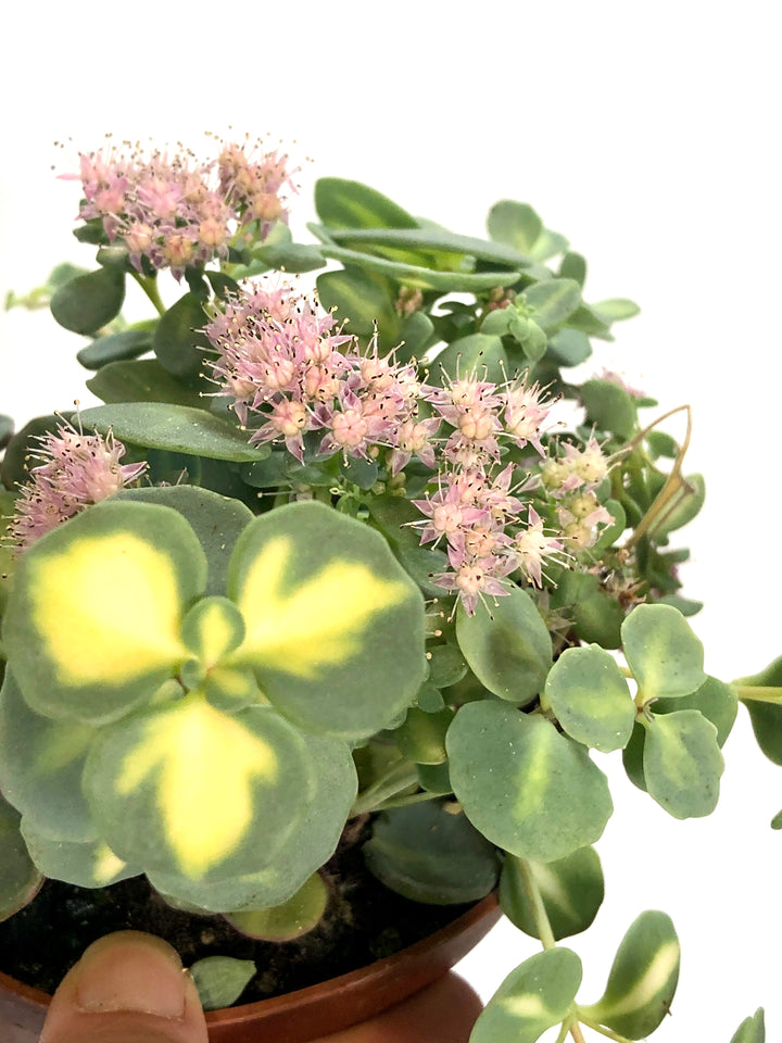 Sedum Sieboldii