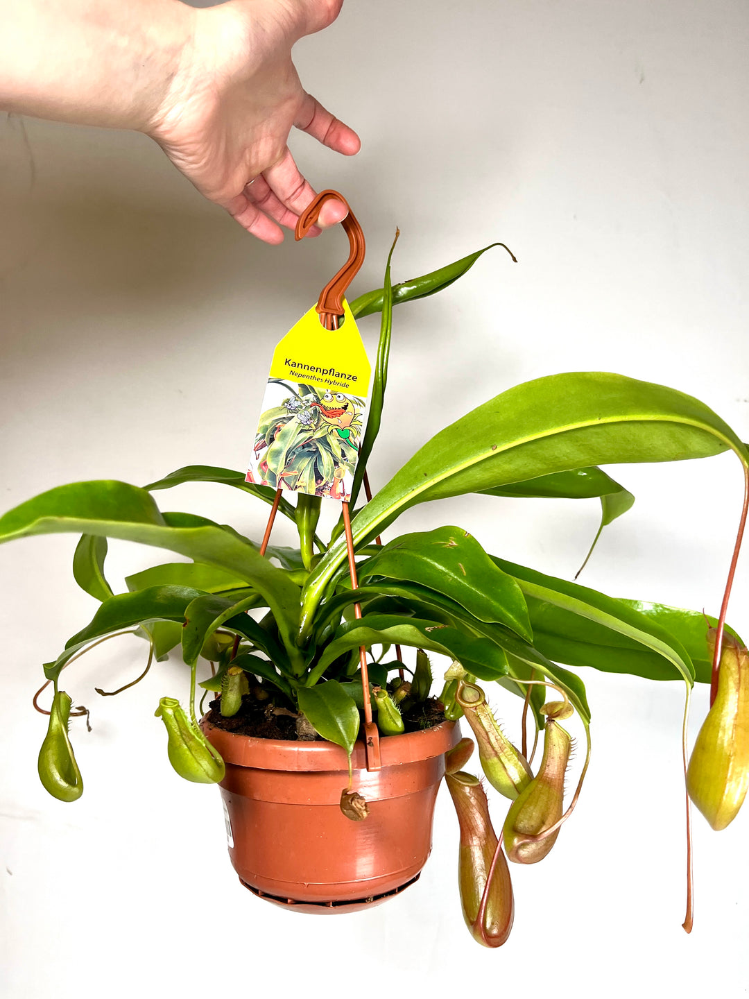 Nepenthes alata - monkey jars