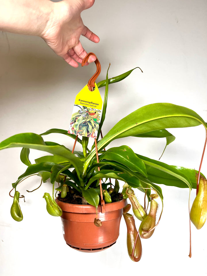 Nepenthes alata - monkey jars