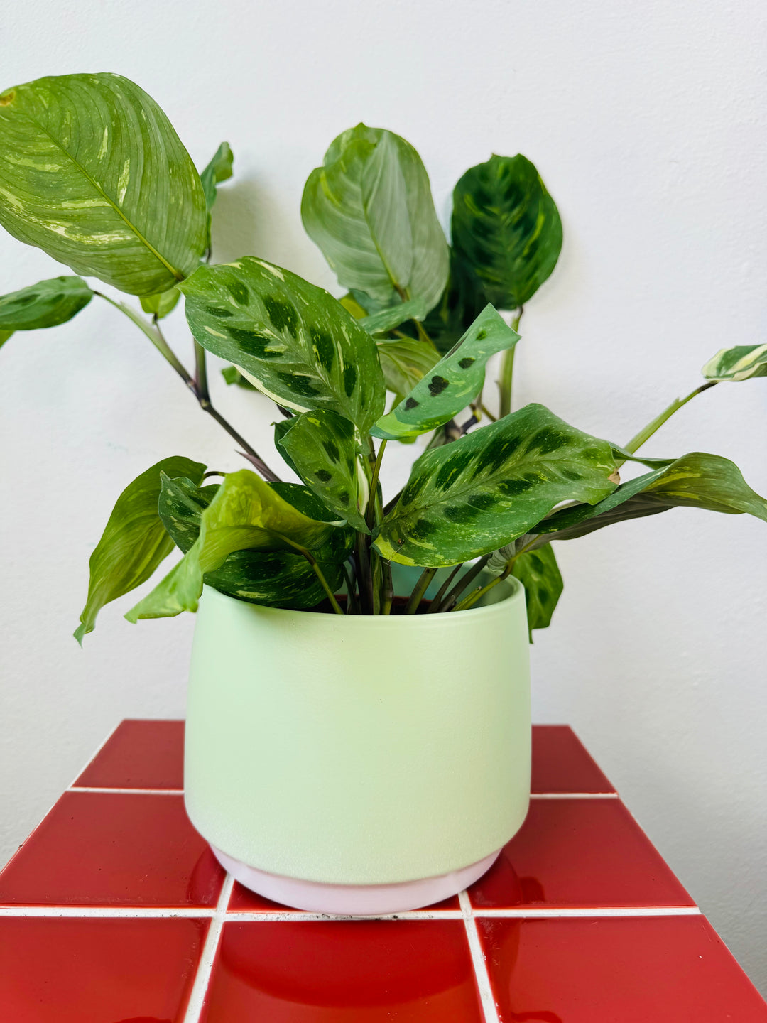 Sage Green Ceramic Plant Pot – 16cm